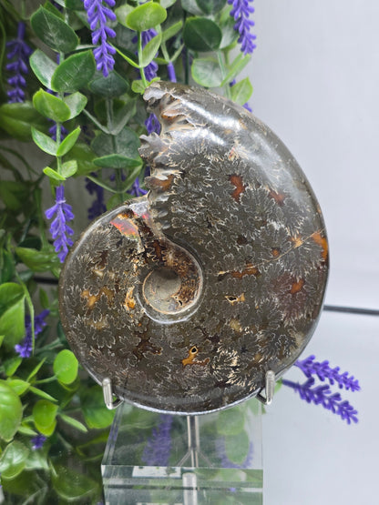 High-Grade Large Iridescent Madagascan Ammonite Fossil — 13cm | 500g | Ancient Spiral Life Crystal Wellness