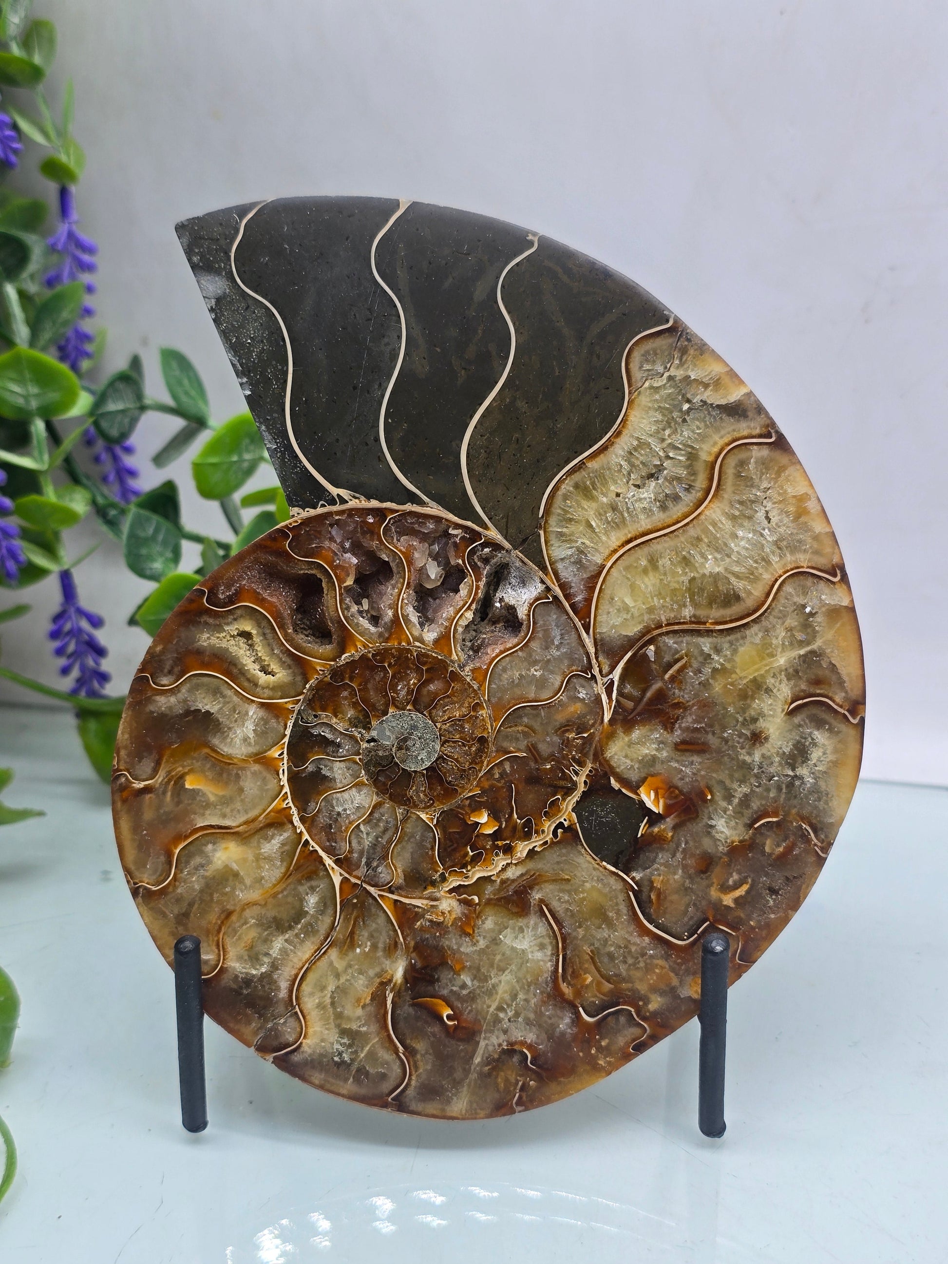 Premium Madagascan Ammonite Fossil Pair – Sacred Spiral of Ancient Wisdom, Protection & Evolution | 16.5 x 14 cm Crystal Wellness