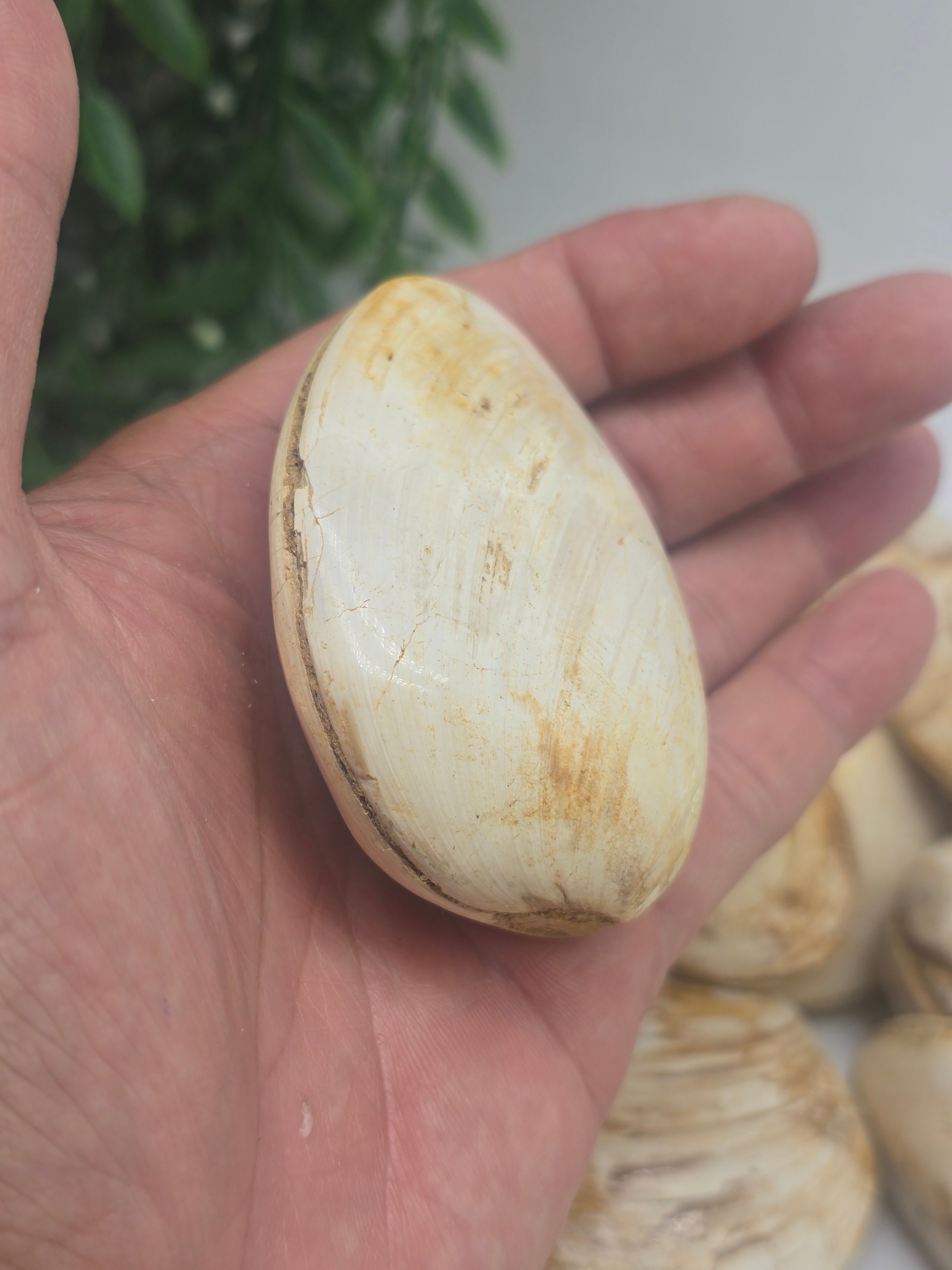 Polished Madagascar Fossilised Clam – Ancient Ocean Treasure from Millions of Years Ago Crystal Wellness