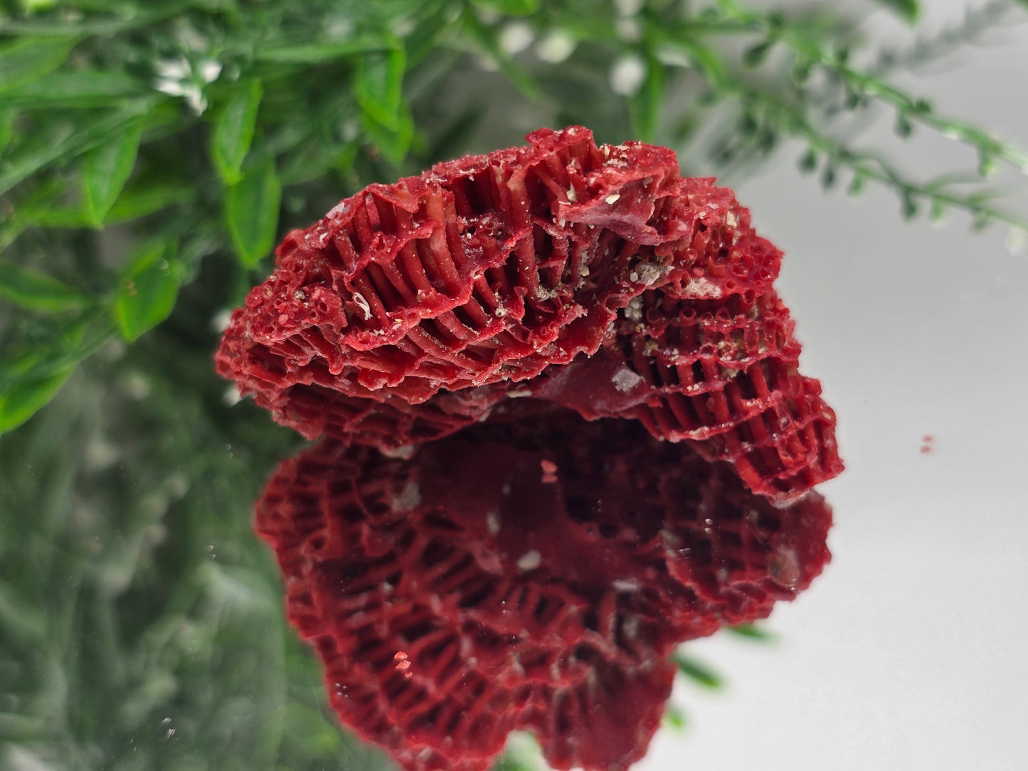 Red Coral (Moonga) – Stone of Courage, Vitality & Harmony 6x5x3cm Crystal Wellness