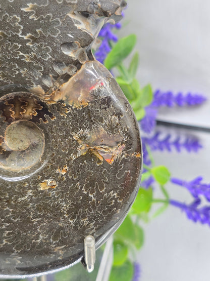 High-Grade Large Iridescent Madagascan Ammonite Fossil — 13cm | 500g | Ancient Spiral Life Crystal Wellness