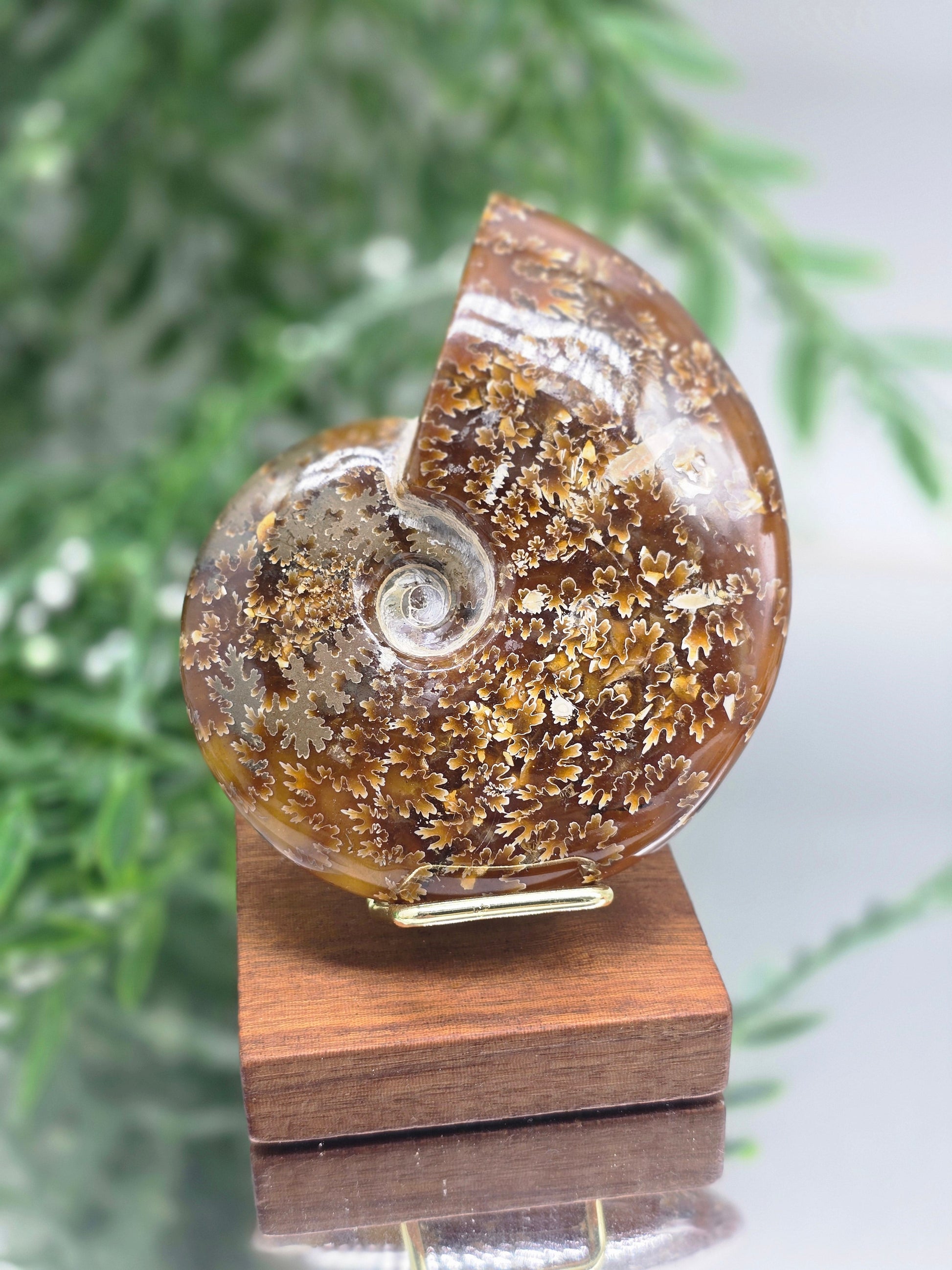Golden Honey Ammonite 10cm - 4 | Madagascar Fossil | Ancient Spiral of Life Crystal Wellness