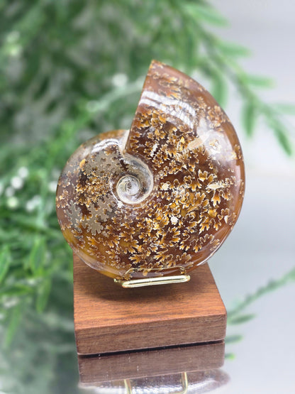 Golden Honey Ammonite 10cm - 4 | Madagascar Fossil | Ancient Spiral of Life Crystal Wellness