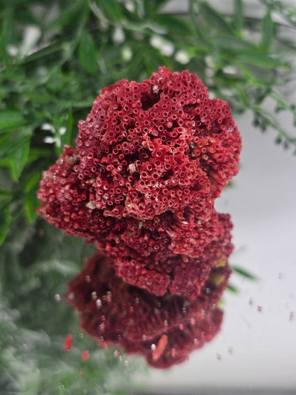Red Coral (Moonga) – Gem of Strength & Protection 7x6x4cm Crystal Wellness