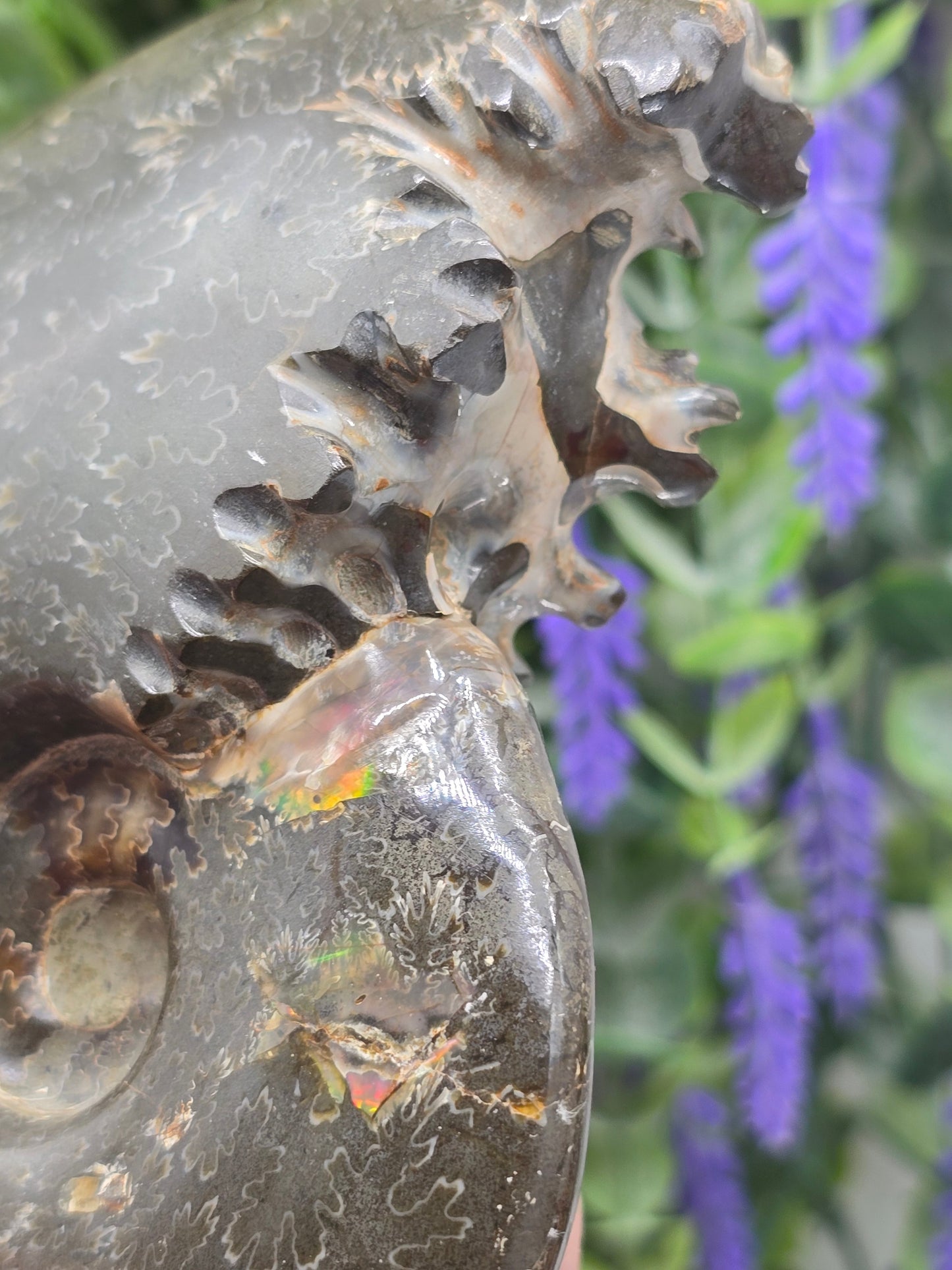 High-Grade Large Iridescent Madagascan Ammonite Fossil — 13cm | 500g | Ancient Spiral Life Crystal Wellness