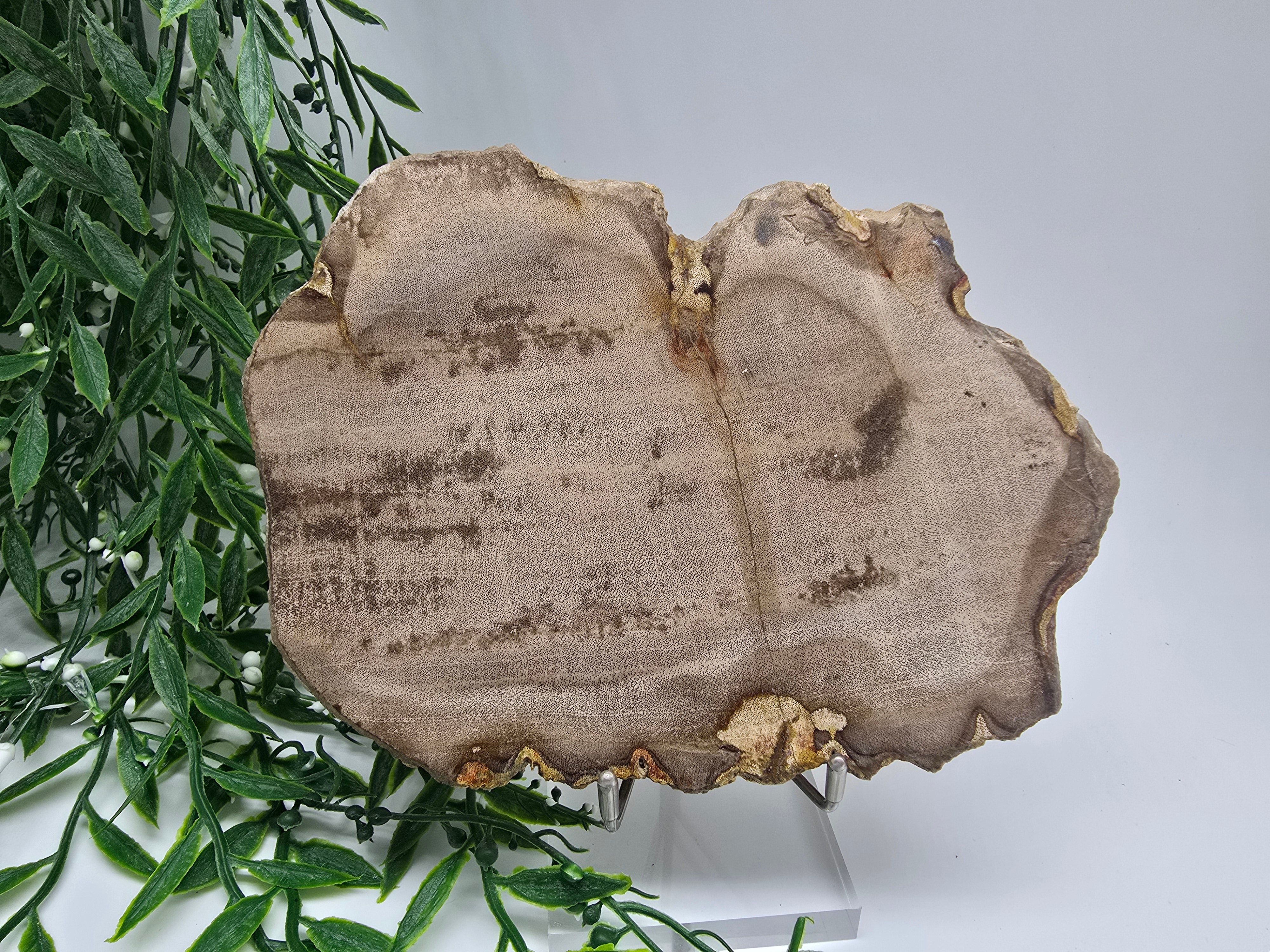 Petrified Wood Display 17x13cm| Ancient Earth Grounding Stone for Stability, Strength & Ancestral Wisdom Crystal Wellness