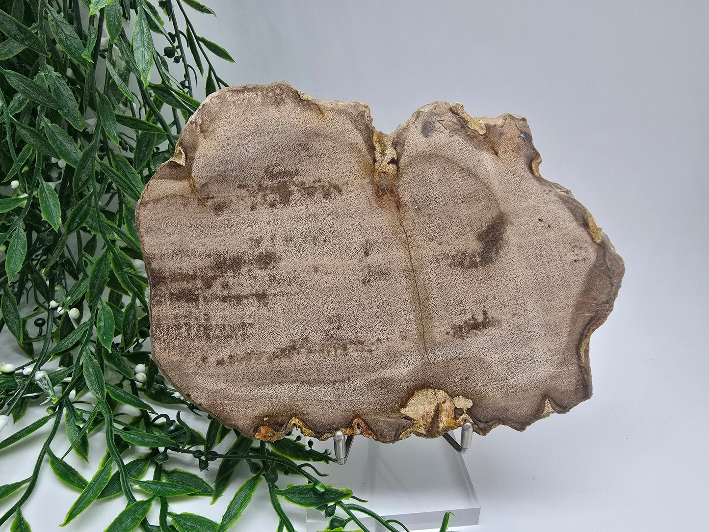 Petrified Wood Display 17x13cm| Ancient Earth Grounding Stone for Stability, Strength & Ancestral Wisdom Crystal Wellness