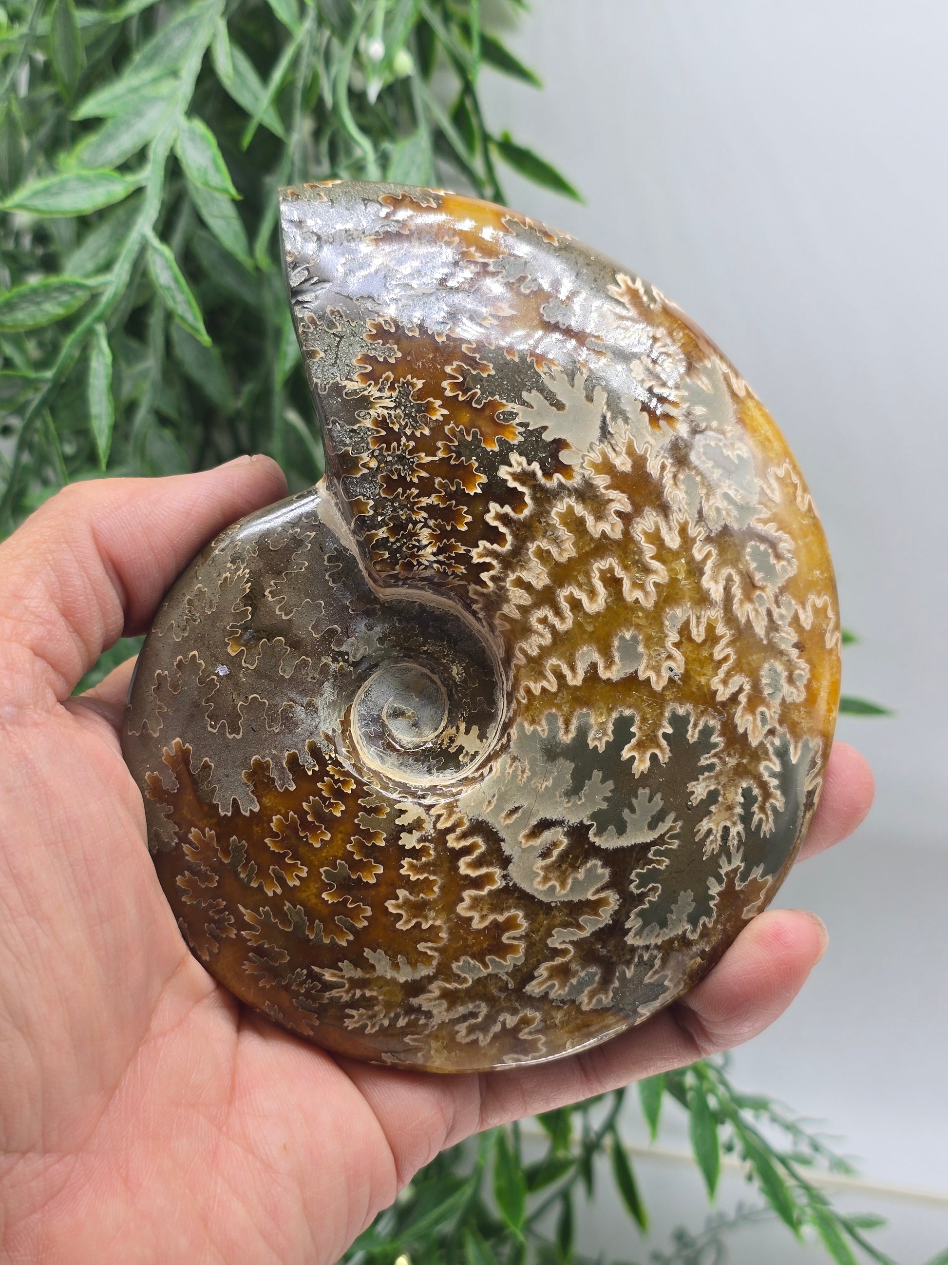 Madagascar Ammonite Fossil 14cm - 1 (Ancient Wisdom & Transformation) Crystal Wellness