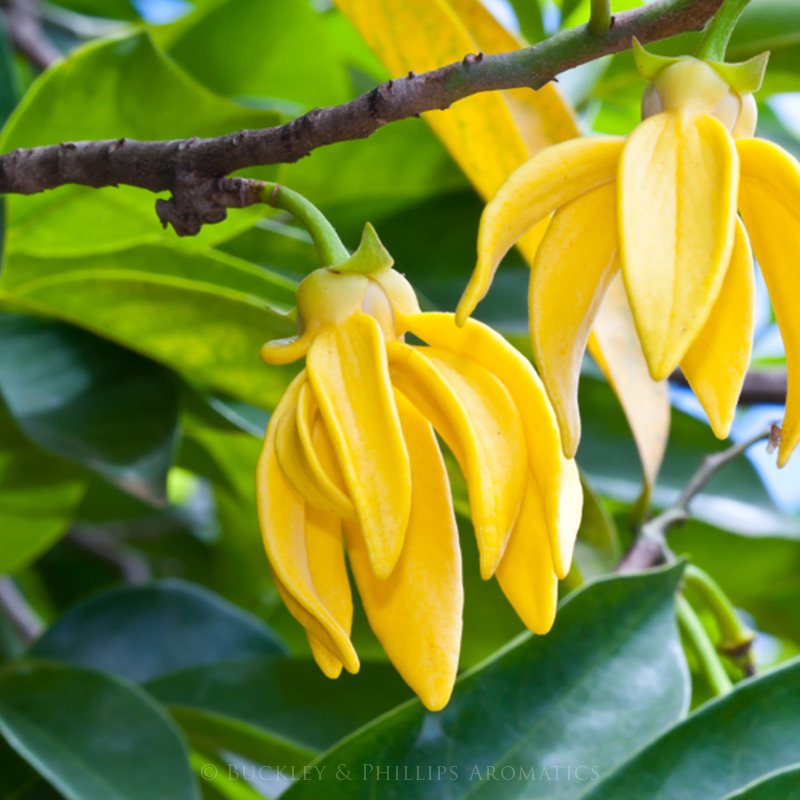Ylang Ylang Complete Essential Oil Crystal Wellness
