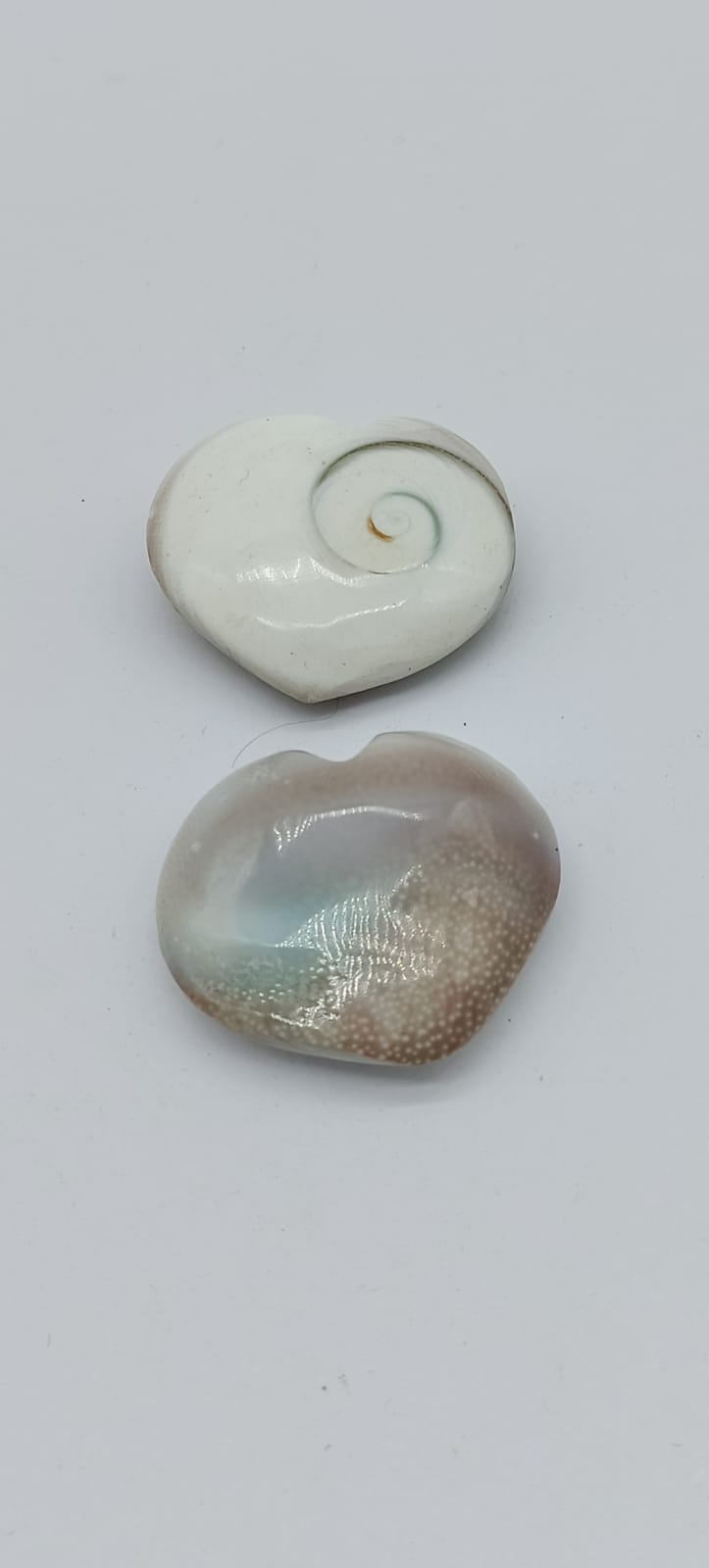 Find out what is beneficial of Operculum Shell from Crystal Wellness