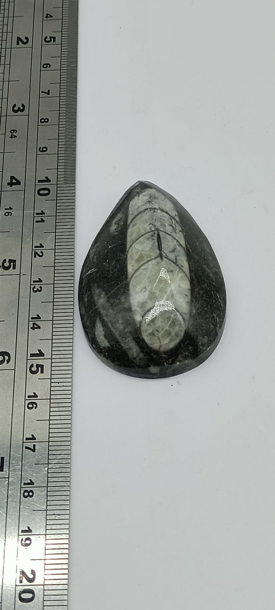 Orthoceras Fossil