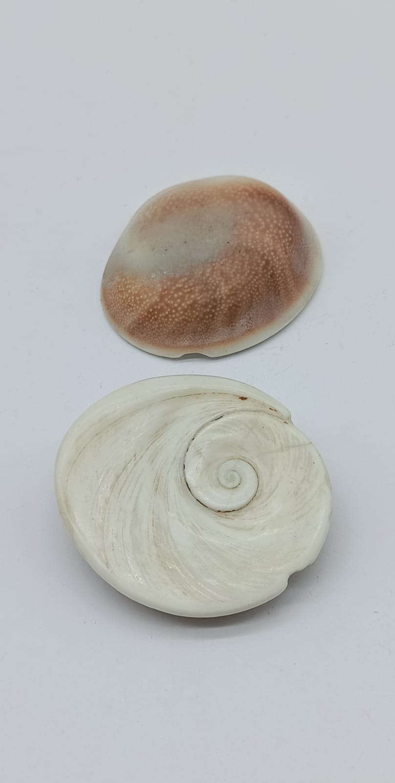 Find out what is beneficial of Operculum Shell from Crystal Wellness