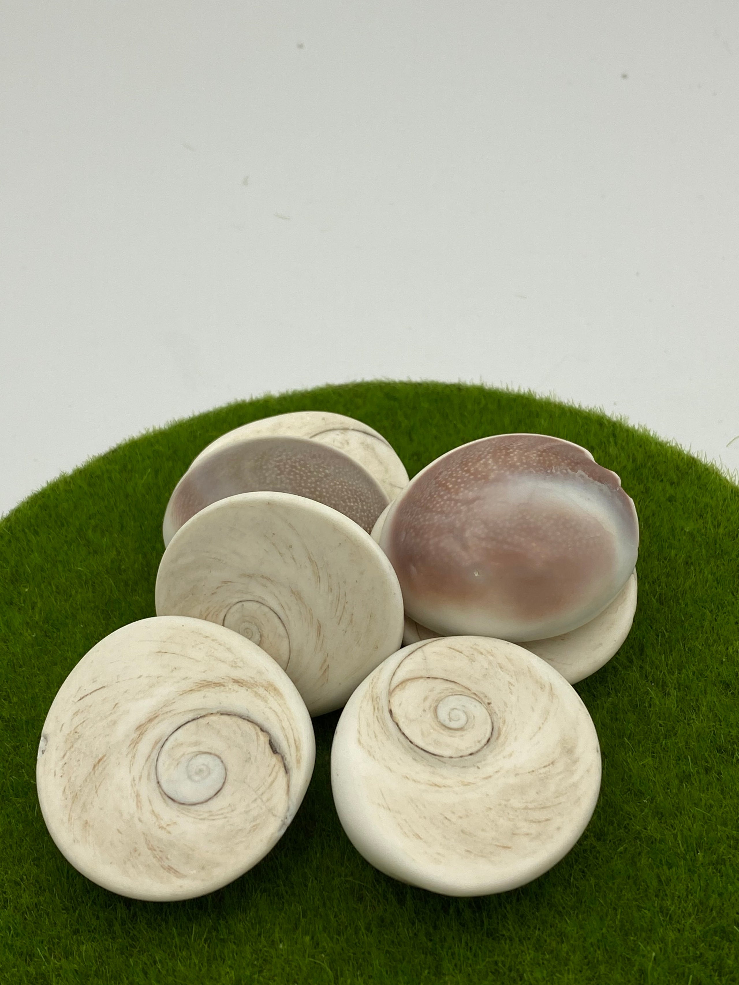 Find out what is beneficial of Operculum Shell from Crystal Wellness